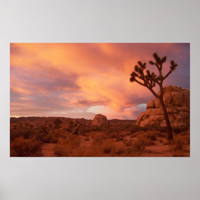 Póster Parque nacional del árbol de Joshua - Sunrise (Frente)
