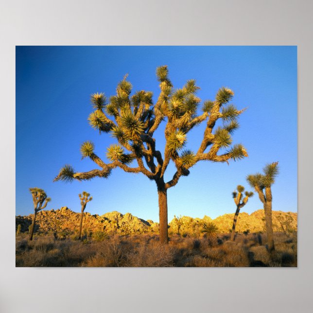 Póster Parque Nacional del Árbol Joshua, California. EE.U (Frente)