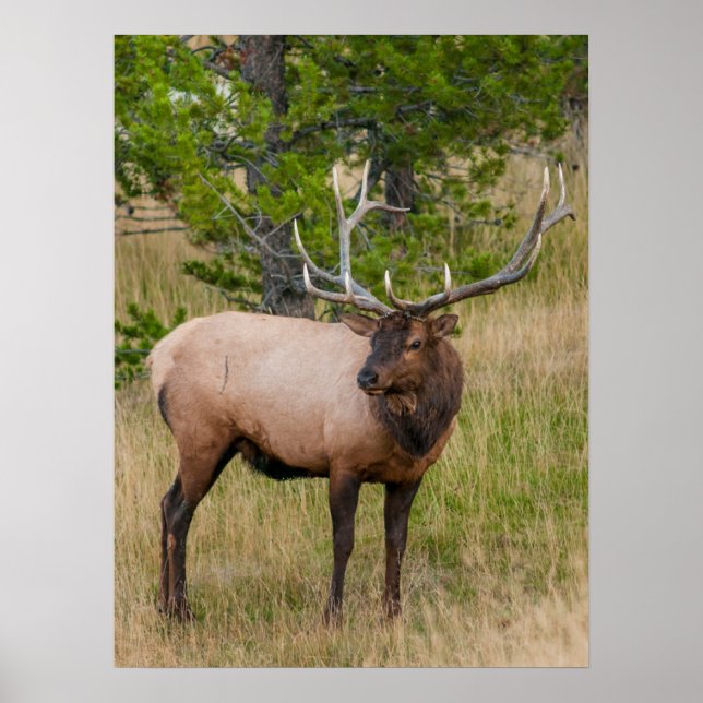 Póster Parque nacional Elk Lake Village Yellowstone Wyomi (Frente)