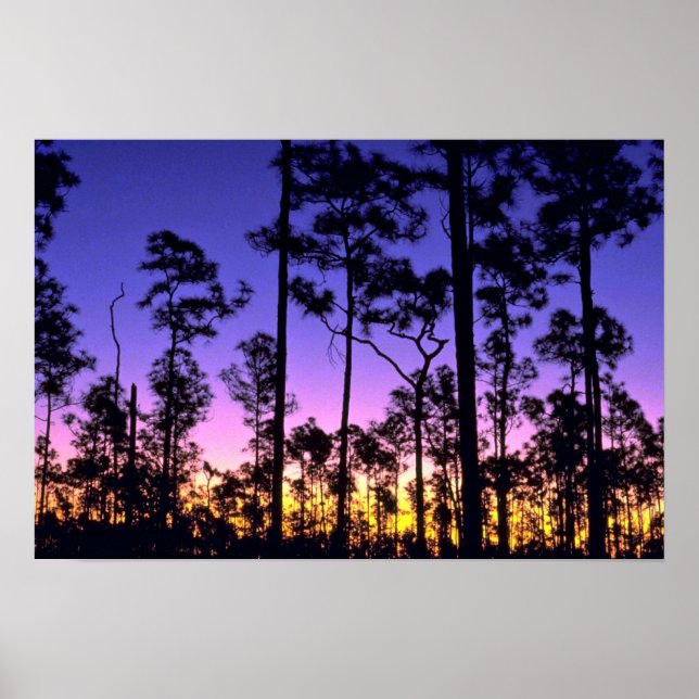 Póster Parque Nacional Everglades, Área de Pinelands, Flo (Frente)
