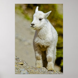 Póster Parque nacional Glacier, Montana, Estados Unidos, 