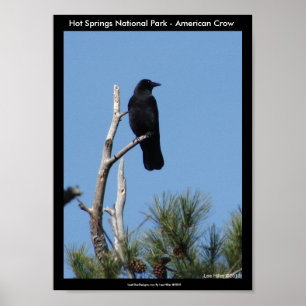 Póster Parque nacional Hot Springs, AR - American Crow