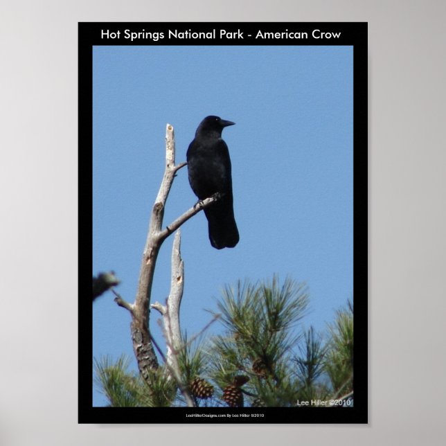 Póster Parque nacional Hot Springs, AR - American Crow (Frente)