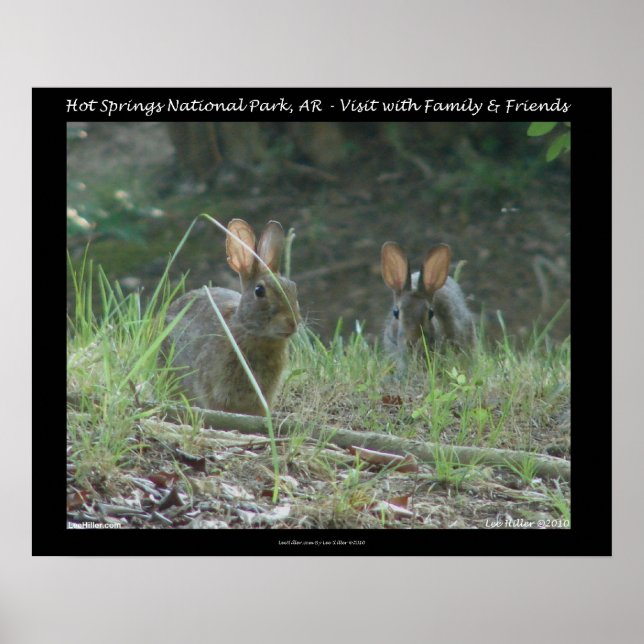 Póster Parque nacional Hot Springs, AR Regalos de conejos (Frente)