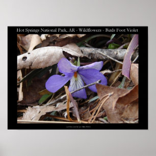 Póster Parque nacional Hot Springs, Poster Violet Wild