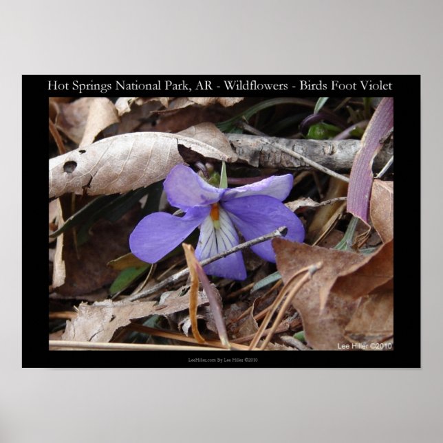 Póster Parque nacional Hot Springs, Poster Violet Wild (Frente)