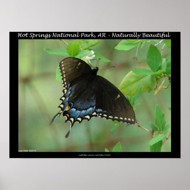 Póster Parque nacional Hot Springs Swallowtail Butterfly (Frente)