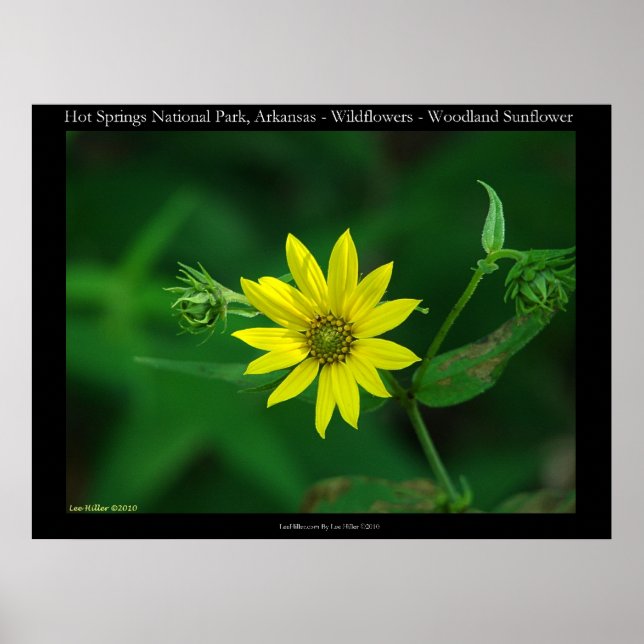 Póster Parque nacional Hot Springs Woodland Sunflowers (Frente)
