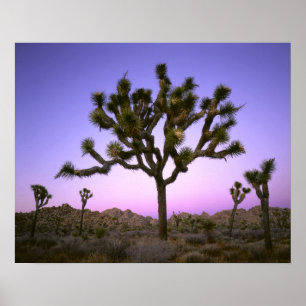 PÓSTER PARQUE NACIONAL JOSHUA TREE, CALIFORNIA. EE. UU.