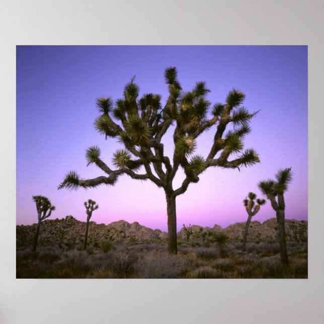 PÓSTER PARQUE NACIONAL JOSHUA TREE, CALIFORNIA. EE. UU. (Frente)