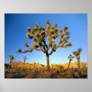 Póster Parque Nacional Joshua Tree, California. EE.UU.