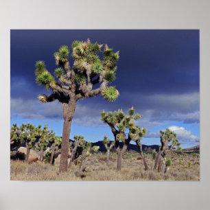 Póster Parque nacional Joshua Tree Joshua Tree