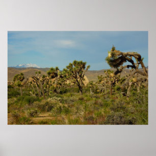 Póster Parque Nacional Joshua Tree Paisaje Desértico