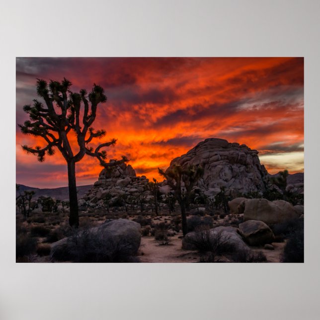 Póster Parque nacional Joshua Tree Red Sunset (Frente)