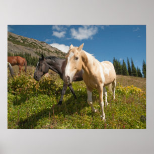 Póster Parque Nacional North Cascades