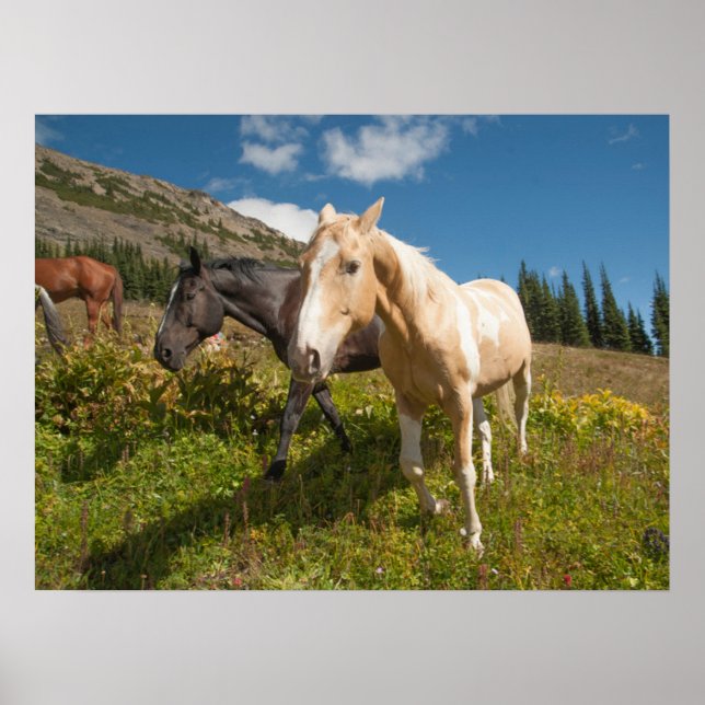 Póster Parque Nacional North Cascades (Frente)