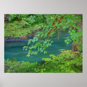 Póster Parque nacional olímpico Estado de Washington