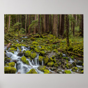 Póster Parque Nacional Olímpico, Estado de Washington