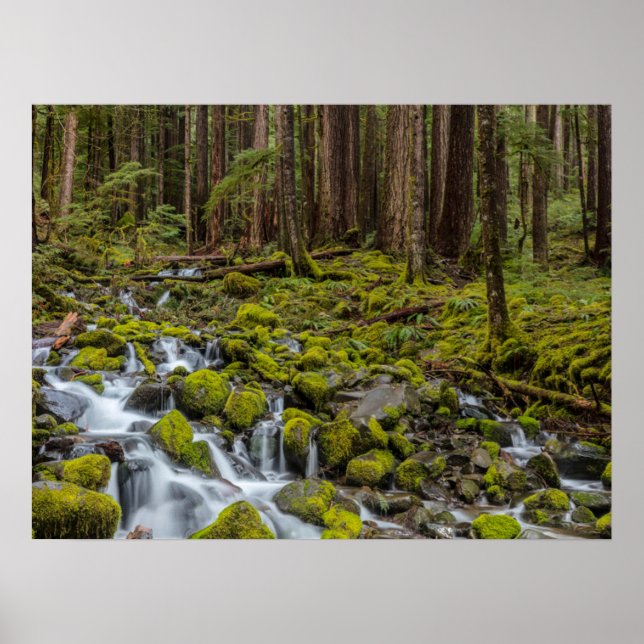 Póster Parque Nacional Olímpico, Estado de Washington (Frente)