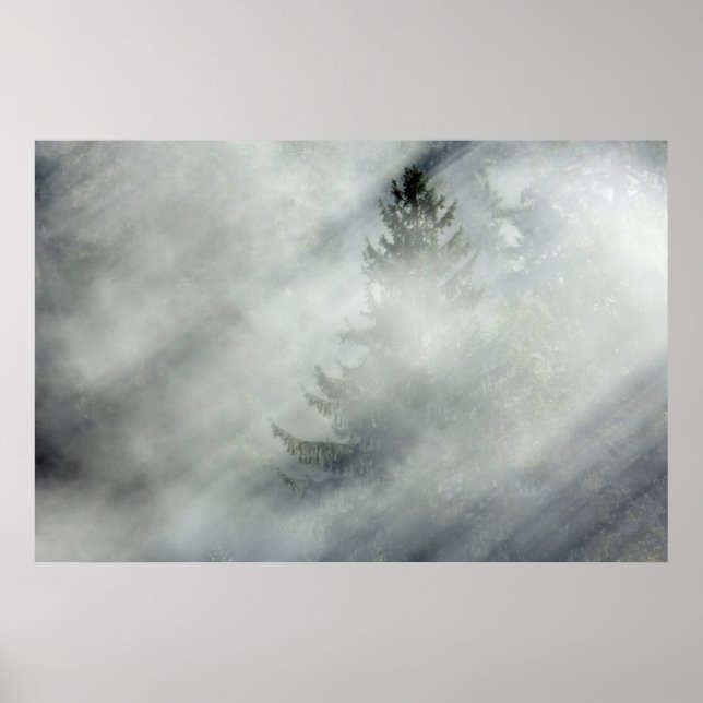 Póster Parque nacional Olímpico | Valle del río Hoh (Frente)