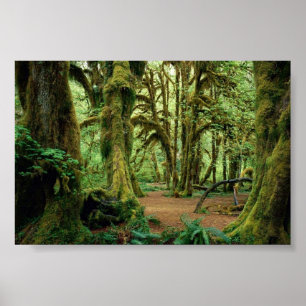 Póster Parque Nacional Olímpico, WA 2