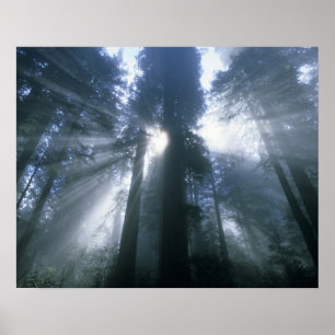 Póster Parque Nacional Redwood, Condado de Del Norte, bru