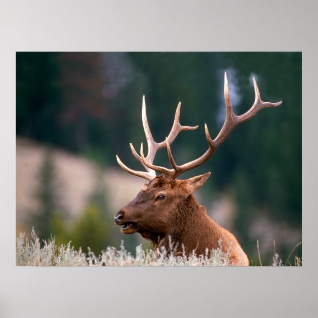 Póster Parque nacional Rocky Mountain Elk Yellowstone (Frente)