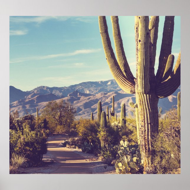 Póster Parque Nacional Saguaro, representación escénica. (Frente)