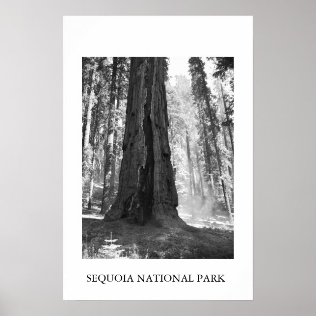 Póster Parque nacional Sequoia (Frente)