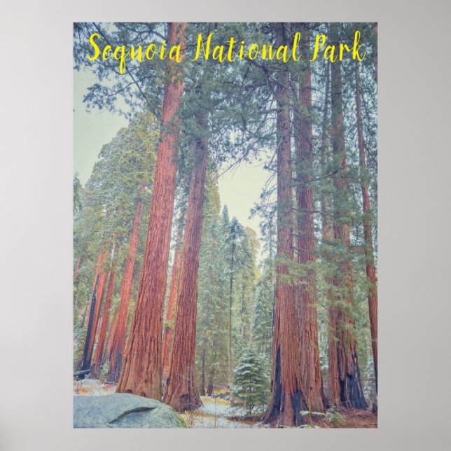 Póster Parque nacional Sequoia (Frente)