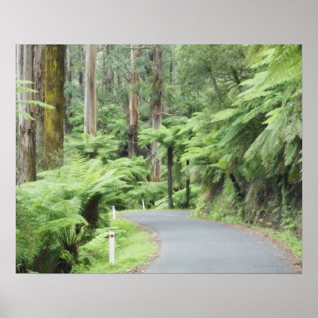 Póster Parque nacional Tarra Bulga, Ranges Strzelecki (Frente)
