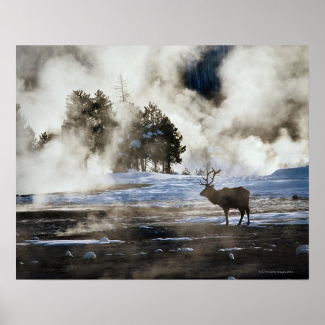 Póster Parque nacional Yellowstone (Frente)