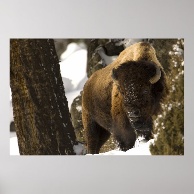 Póster Parque nacional Yellowstone en el valle de Lamar (Frente)