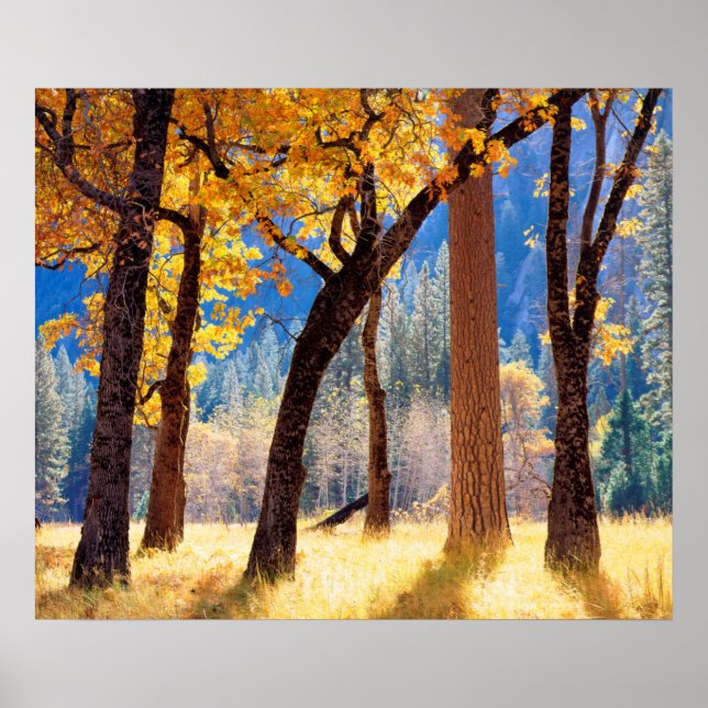 Póster Parque nacional Yosemite (Frente)