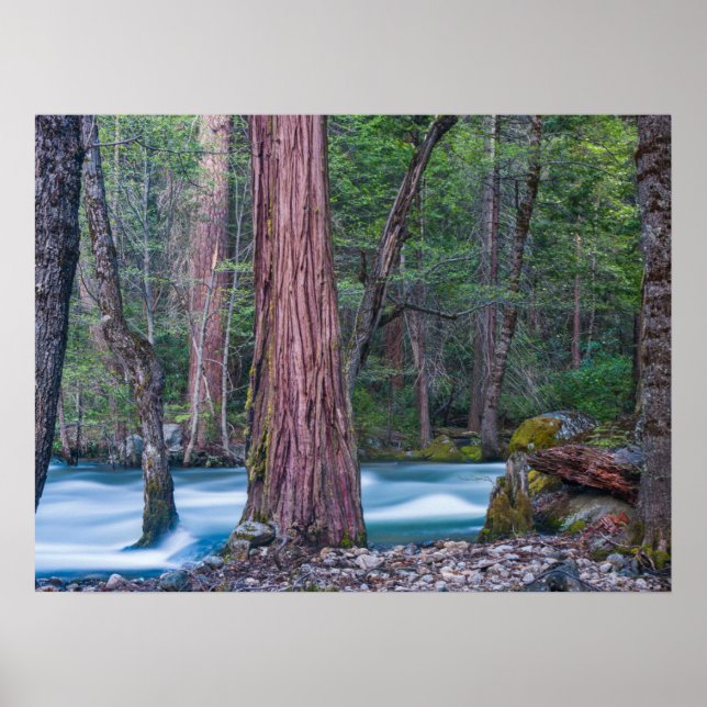 Póster Parque nacional Yosemite Sequoias & Merced River,  (Frente)