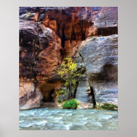 Parque nacional Zion de árbol solitario, foto del 