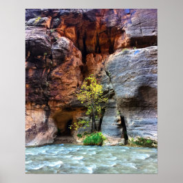 Póster Parque nacional Zion de árbol solitario, foto del