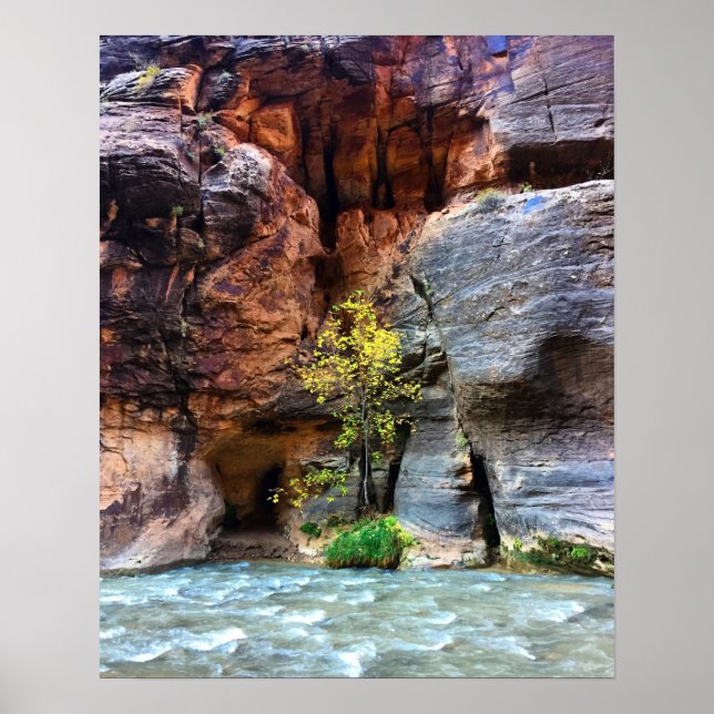Póster Parque nacional Zion de árbol solitario, foto del  (Frente)