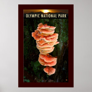 Póster PARQUE OLMPIC NATL-Pollo de los bosques-