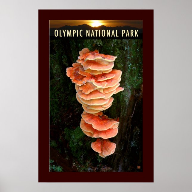 Póster PARQUE OLMPIC NATL-Pollo de los bosques- (Frente)
