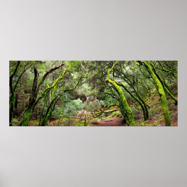 Póster Parque Regional Redwood, California (Frente)
