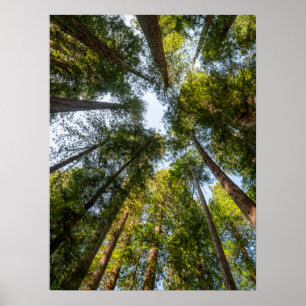 Póster Parques Nacionales y Estatales de Redwood, Califor