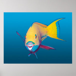 Póster ¡Parrofish Cierre! Fondo azul gradiente  