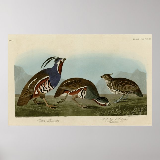 Póster Parroquia con patas gruesas (Frente)
