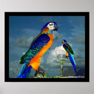 PÓSTER PARROS HIPEROS / ARA AZUL