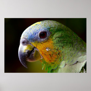 Póster Parrot Bird Tropical Artwork Photo Poster