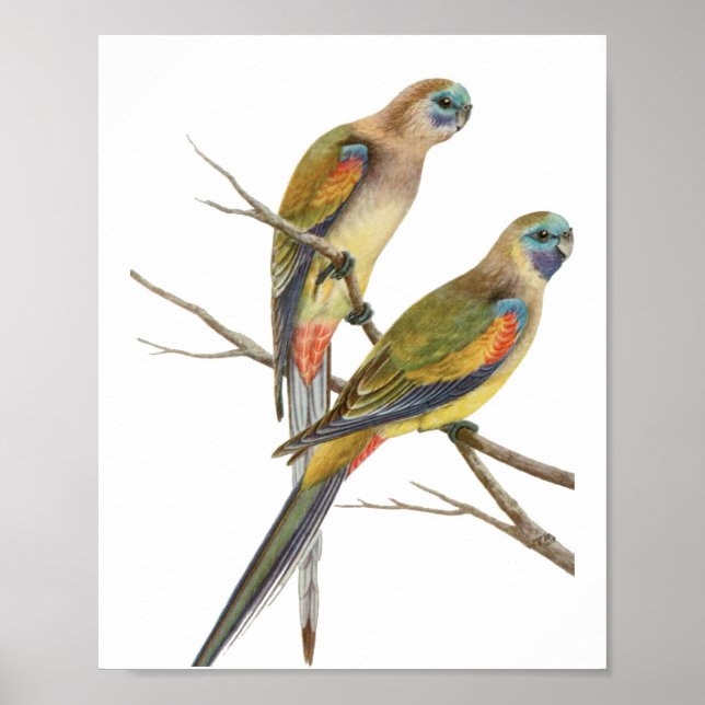 Póster Parrot Birds Vintage Illustration (Frente)