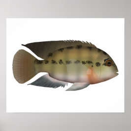 Póster Parrot Cichlid