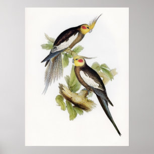 Póster Parrot Cockatoo Cockatiel Art