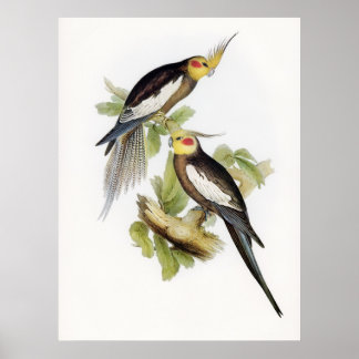 Póster Parrot Cockatoo Cockatiel Art